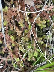 Selaginella helvetica