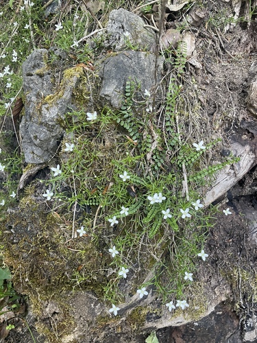 Moehringia muscosa, photograph 4