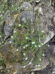 Moehringia muscosa, photograph (c) Thomas Dreux, some rights reserved (CC BY)