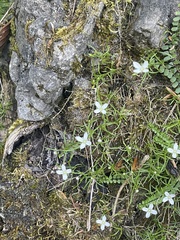 Moehringia muscosa, photograph (c) Thomas Dreux, some rights reserved (CC BY)