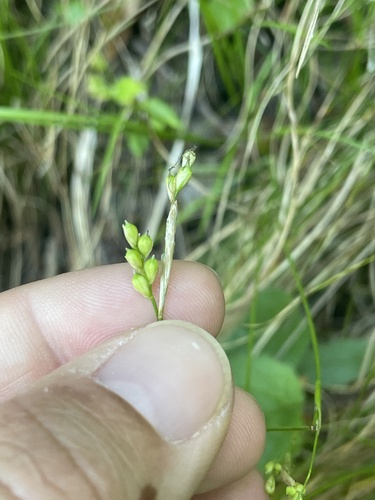 Carex alba, photograph 3