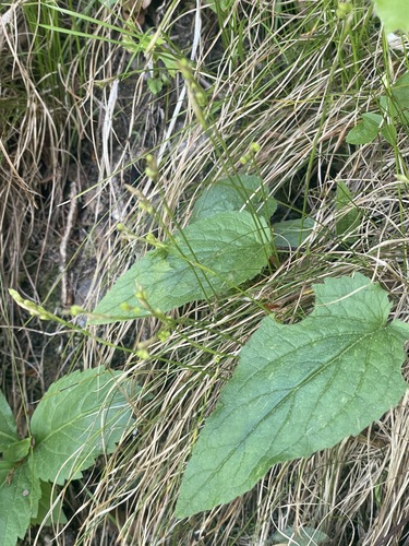 Carex alba, photograph 4