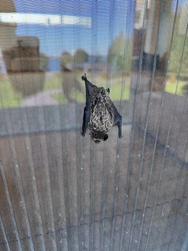 Particoloured Bat