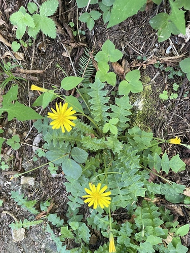 Aposeris foetida, photograph 1