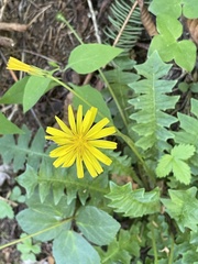 Aposeris foetida, photograph (c) Thomas Dreux, some rights reserved (CC BY)