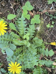 Aposeris foetida, photograph (c) Thomas Dreux, some rights reserved (CC BY)