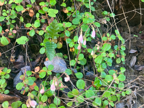 Twinflower