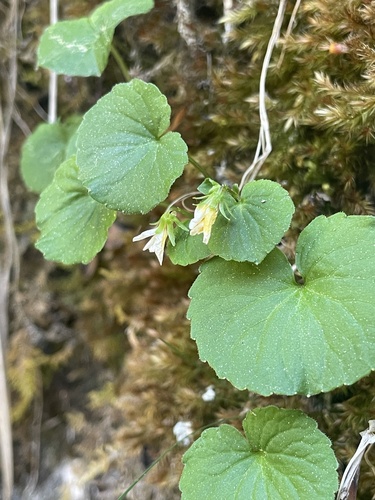 Viola biflora, photograph 5