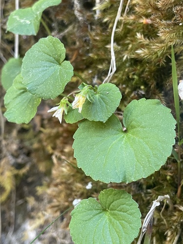 Viola biflora, photograph 6