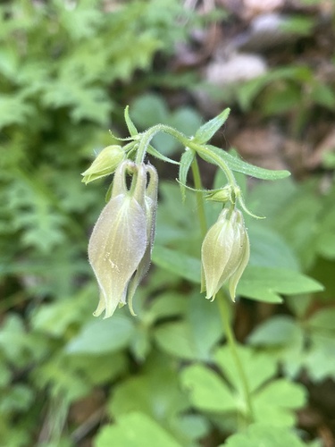 Aquilegia nigricans