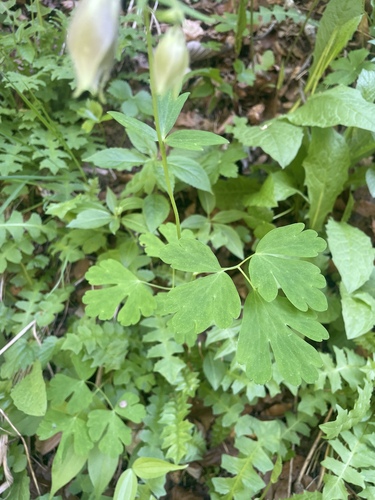Aquilegia nigricans, photograph 2