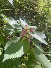 Lamium orvala, photograph (c) Thomas Dreux, some rights reserved (CC BY)