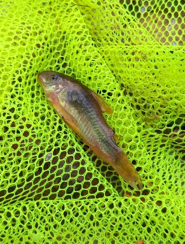 Corydoras aeneus observed 2026-08-31