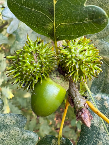 Andricus seckendorffi