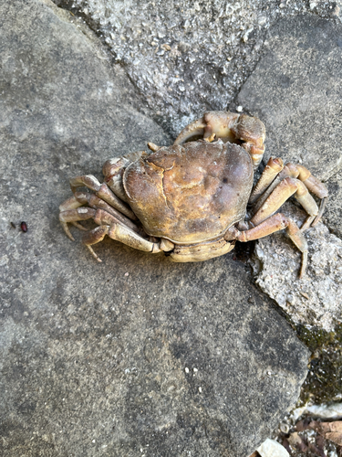 Mediterranean Freshwater Crab