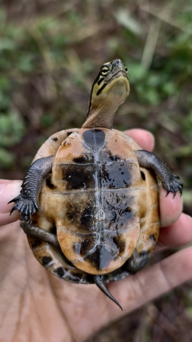Sunda Box Turtle