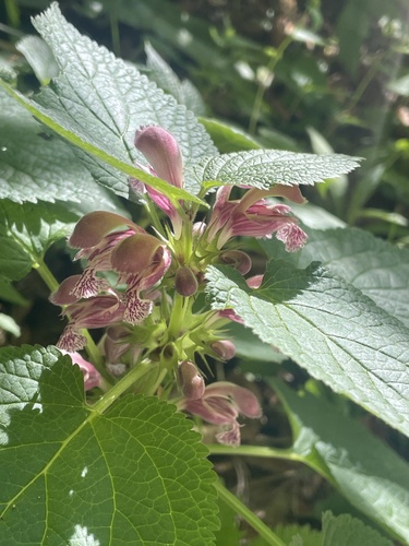 Lamium orvala, photograph 3