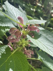 Lamium orvala, photograph (c) Thomas Dreux, some rights reserved (CC BY)