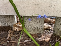 Scilla siberica