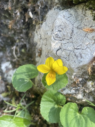 Viola biflora, photograph 4