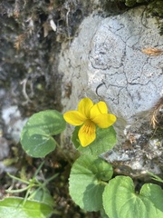 Viola biflora, photograph (c) Thomas Dreux, some rights reserved (CC BY)