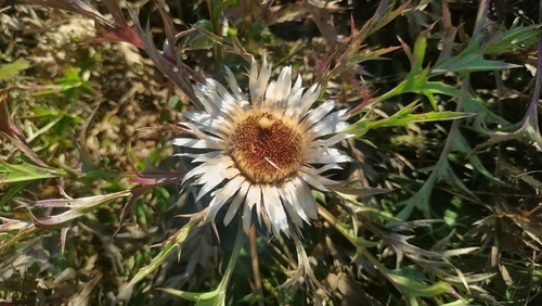 Silver Thistle