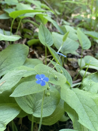 Omphalodes verna