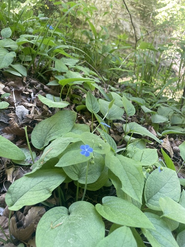 Omphalodes verna, photograph 2