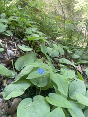 Omphalodes verna, photograph (c) Thomas Dreux, some rights reserved (CC BY)