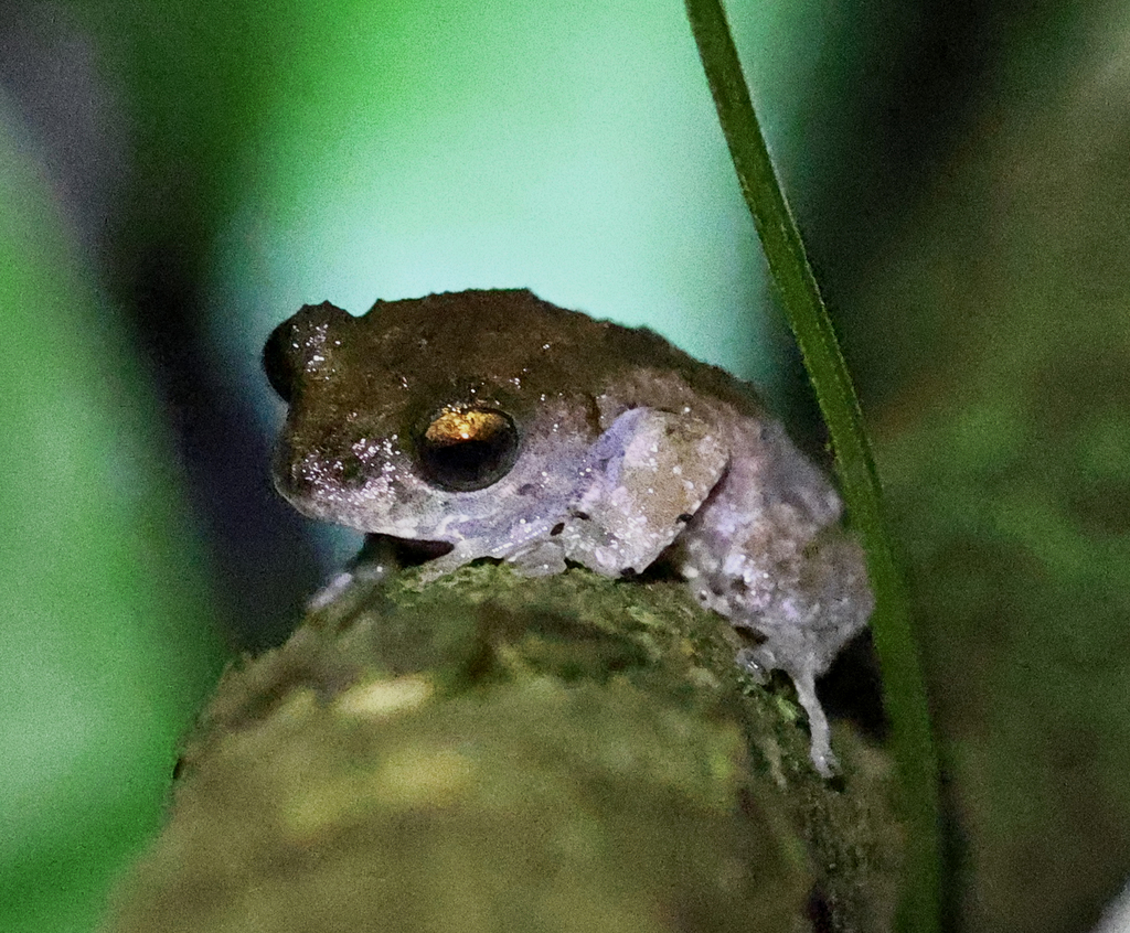 Ghate's Shrub Frog (Raorchestes ghatei)