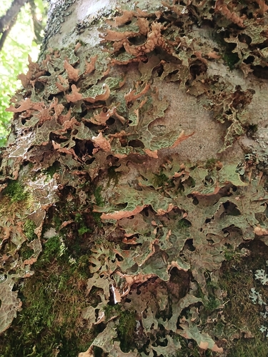 Tree Lungwort