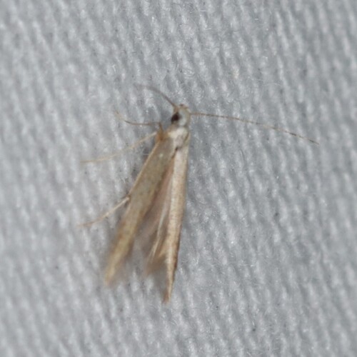 Stereomita andropogonis photo 4