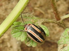 Kuschelina miniata