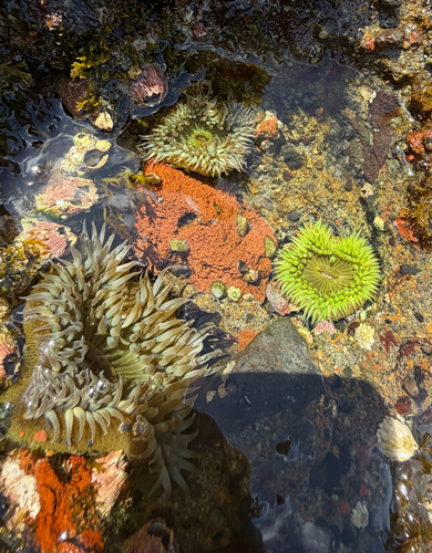 iNaturalist observation photo of Sunburst Anemone