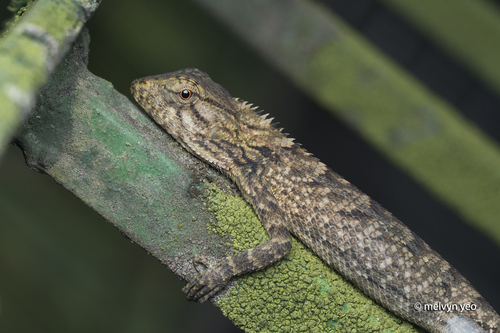 Indian Garden Lizard