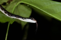 Chironius grandisquamis