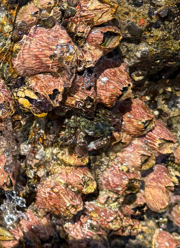iNaturalist observation photo of Striped Shore Crab