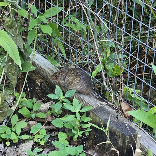 Hispid Cotton Rat