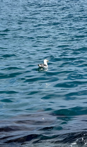 iNaturalist observation photo of Western Gull