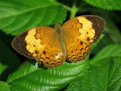 Cupha erymanthis lotis