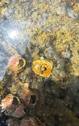 iNaturalist observation photo of Enthemonae