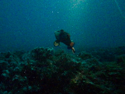 Synchiropus splendidus observed 2026-08-31