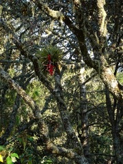Tillandsia violacea
