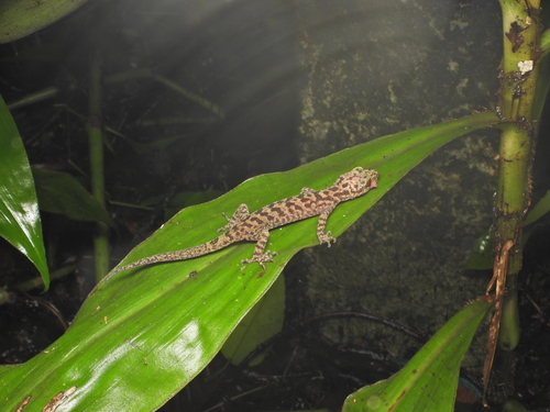 Ranong Bent-toed Gecko