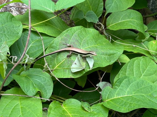 Longtail Mabuya