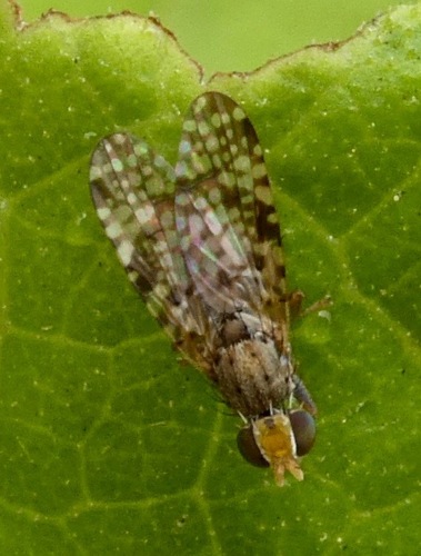 Campiglossa genalis · iNaturalist