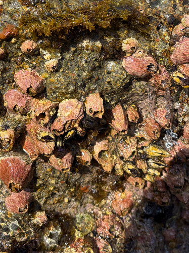 iNaturalist observation photo of Pink Volcano Barnacle