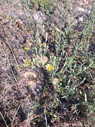 Pityopsis graminifolia