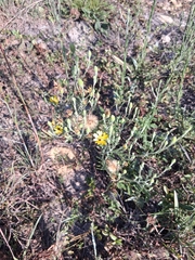 Pityopsis graminifolia