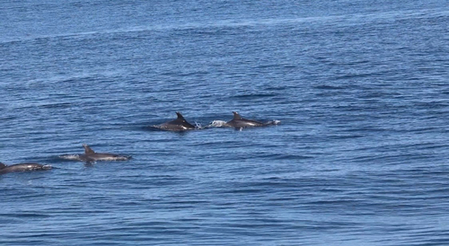Common Bottlenose Dolphin observed by carnegiecoop